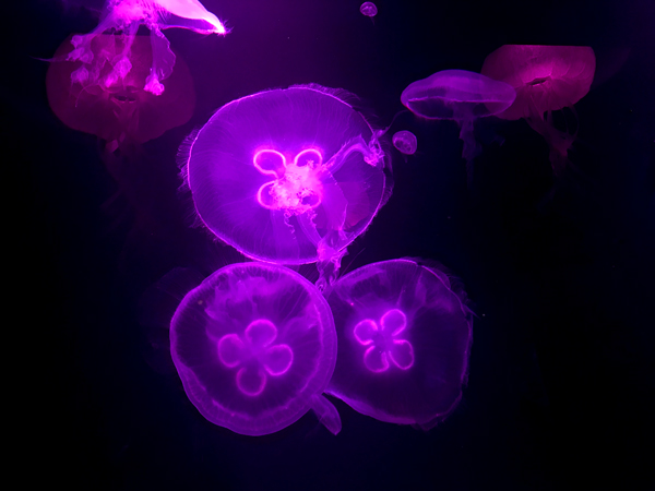 jellyfish at Sea Life Aquarium